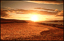 Speyside Barley Field